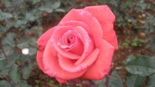Pink rose # Ooty Gardens India