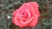 Pink rose # Ooty Gardens India: by wandererlyf, Views[223]