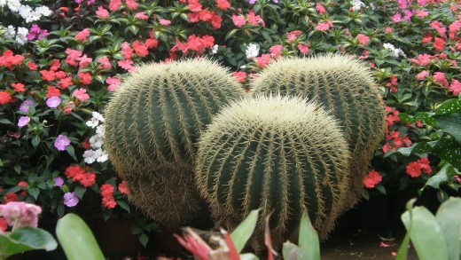 beautiful plants #india