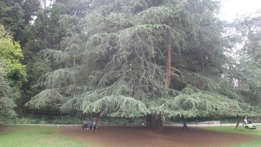 Uniqueness of nature # Ooty India