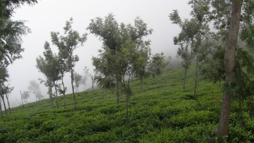 The sliding paths # Kodaikanal India