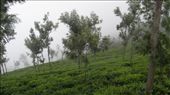 The sliding paths # Kodaikanal India: by wandererlyf, Views[150]