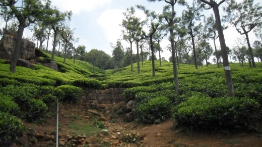 Rising gardens # India