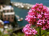 Le Cinque Terre, Italia: by wandereroveraseaoffog, Views[196]