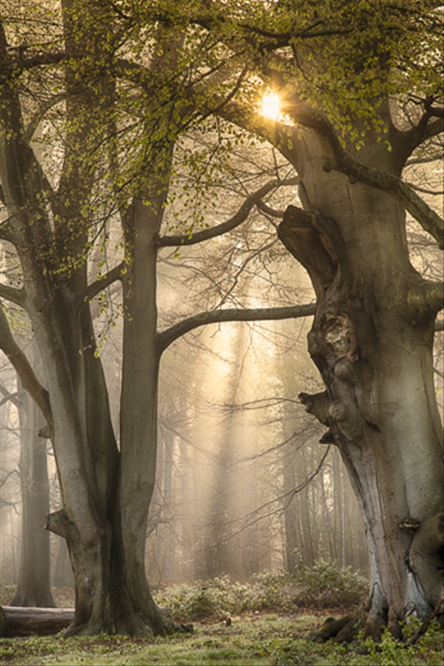 sun bursting through forest