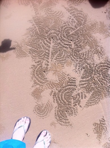 The crabs can talk too in India 