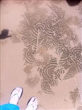 The crabs can talk too in India : by wanderlustkiera, Views[355]