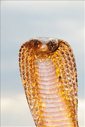 by wanderlustrevue, Views[83]