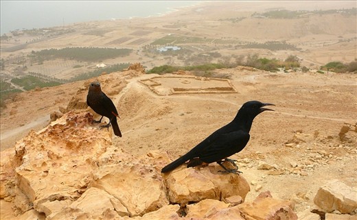 Airforce.
A pair of Tristram's Starlings resting on a rock in Ein Gedi National Reserve; after a couple of hours of spotting, trekking and rock climbing, they decided to pose just a meter far from me, almost choosing themselves this composition.
Their species nestle in the area where the ruins behind them lie from 5000 years, originally a temple erected for water-linked ceremonies; overlooking the land home of the Ein Gedi Kibbutz, a recent collective community of people, allowed to live there thanks to the two springs generated from the rainfalls over the mountains behind.