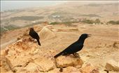 Airforce.
A pair of Tristram's Starlings resting on a rock in Ein Gedi National Reserve; after a couple of hours of spotting, trekking and rock climbing, they decided to pose just a meter far from me, almost choosing themselves this composition.
Their species nestle in the area where the ruins behind them lie from 5000 years, originally a temple erected for water-linked ceremonies; overlooking the land home of the Ein Gedi Kibbutz, a recent collective community of people, allowed to live there thanks to the two springs generated from the rainfalls over the mountains behind.: by warzone, Views[333]