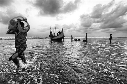 Sea Shrimp were collected from the sea to hach shrimp.