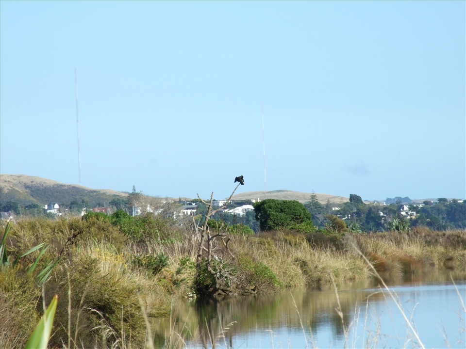 Bird, also in Pauatahanui. 