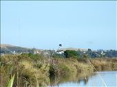 Bird, also in Pauatahanui. : by watto96, Views[241]