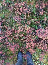 by welcometomyworld, Views[377]