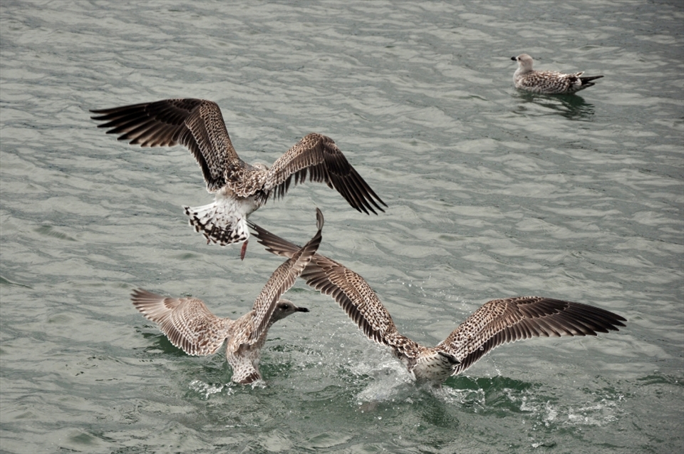 Some seagulls fighting about their dinner at the harbour of the fishing village on the peninsula Howth, just north of Dublin, Ireland. It looked like they were dancing a dance before they attacked each other with an unspoken command. The harbour is full of little boats, fishers and tourists but with the view to the islands offshore, the territory of all kinds of birds and seals, you are always reminded how humans interfered.