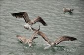 Some seagulls fighting about their dinner at the harbour of the fishing village on the peninsula Howth, just north of Dublin, Ireland. It looked like they were dancing a dance before they attacked each other with an unspoken command. The harbour is full of little boats, fishers and tourists but with the view to the islands offshore, the territory of all kinds of birds and seals, you are always reminded how humans interfered.: by weltenbummler, Views[599]