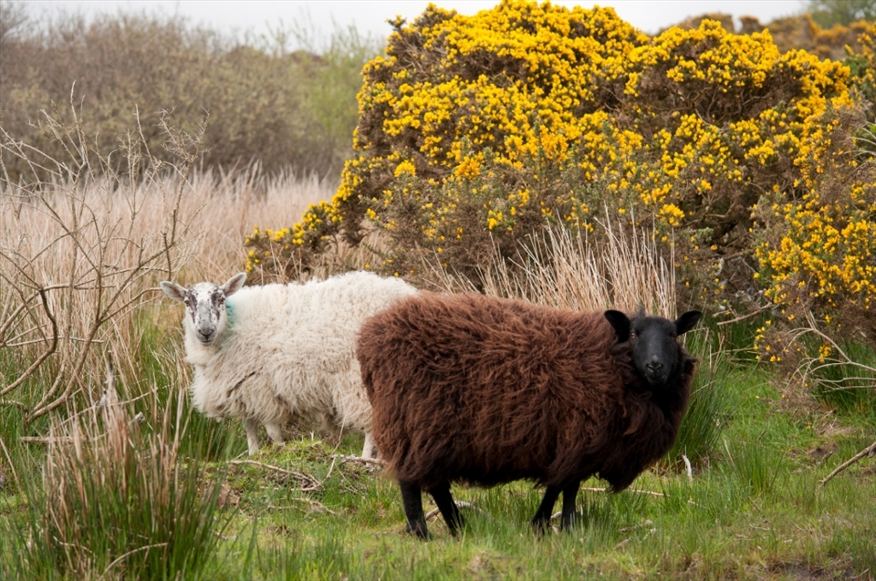 	Some Irish sheep, grazeing the lands and eying everybody coming by trying to take pictures of them doing their work. Unnecessary to mention that I lost the staring contest. Those two build a nice contrast and obviously, the black sheep isn't always the outsider.