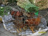 Hue market - fresh chicken: by wendyandkevin, Views[207]