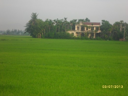 Large rice paddies