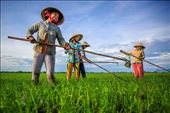 Ladies in the rice fields: by wendyandkevin, Views[217]