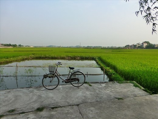 Looking out over rice fields we have been riding. 