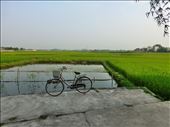Looking out over rice fields we have been riding. : by wendyandkevin, Views[404]