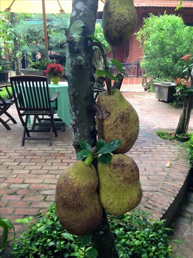 Jackfruit at Betel. 