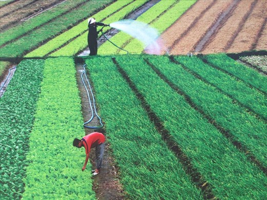 Watering at Tra Que herb village