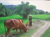 Lady tending the cows on the pays in the rice paddies: by wendyandkevin, Views[425]