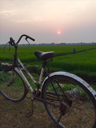 Sun rise over the rice fields