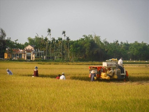 Rice harvesting as riding through countryside. 