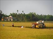 Rice harvesting as riding through countryside. : by wendyandkevin, Views[170]