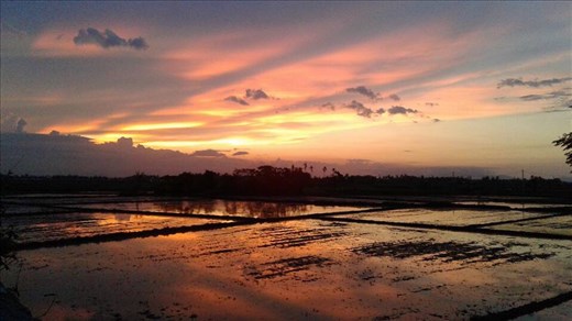 Sunset over the rice fields