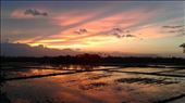 Sunset over the rice fields: by wendyandkevin, Views[148]