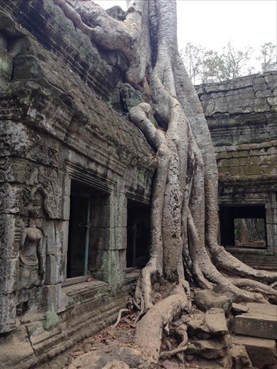 Angkor Wat Complex Trees growing out of the ruins. 