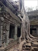Angkor Wat Complex Trees growing out of the ruins. : by wendyandkevin, Views[438]