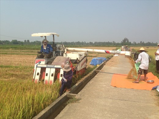 Mechanical rice harvester