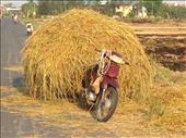Morning walk where local is loading the rice hay on his bike to feed the pigs. : by wendyandkevin, Views[234]