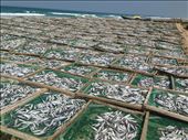 Fish drying in the sun. The smell was very unpleasant. : by wendyandkevin, Views[169]