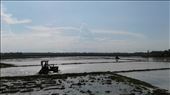 Fields being pepared for next rice crop to be planted. On way to AnBang. : by wendyandkevin, Views[232]