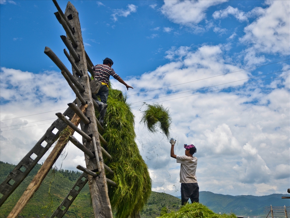 Farmers collecting feed for winter. 