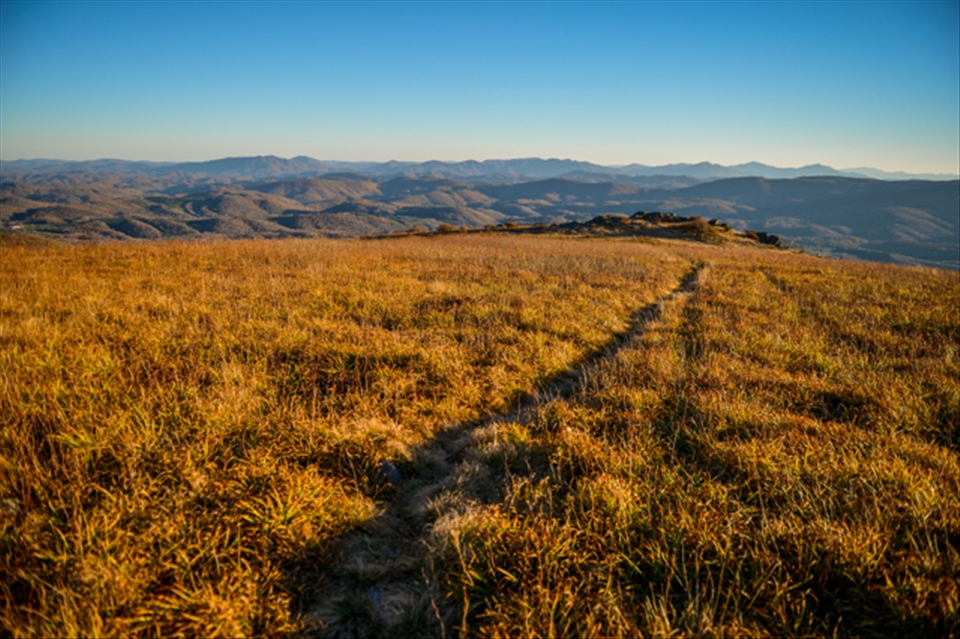 The golden trail wraps around the summit of Whitetop Mountain (VA).