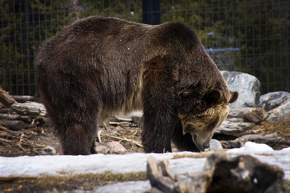 A female grizzly encaged in West Yellowstone National Park’s Grizzly and Wolf Discovery Centre. If trouble Grizzlies cannot be relocated, they are brought here for research where they are used to test bear preventative devices such as 