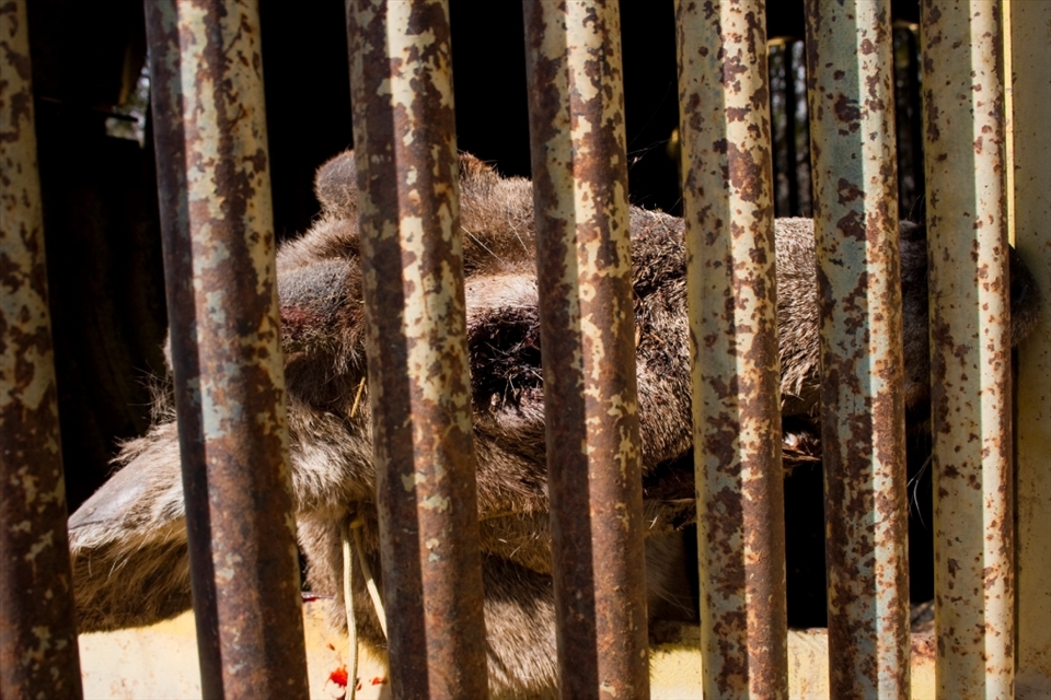 A decapitated deer head lies eerily inside a rusty bear covert trap. 