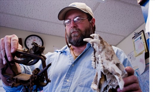 Holding a grizzly bear skull, and the remains of a grizzly bear paw from a snare trap, for over 20 years Jamie Jonkel has been working to as the Grizzly Bear Manager for the Montana Fish Wildlife & Parks. 
