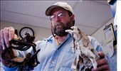 Holding a grizzly bear skull, and the remains of a grizzly bear paw from a snare trap, for over 20 years Jamie Jonkel has been working to as the Grizzly Bear Manager for the Montana Fish Wildlife & Parks. : by whall, Views[819]