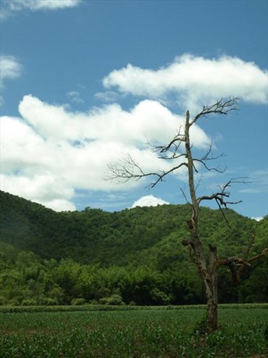 Somewhere at Kanchanaburi, 
