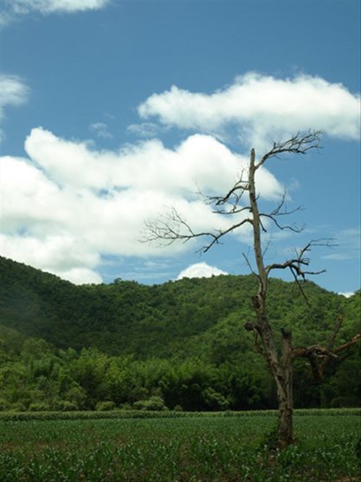 Somewhere at Kanchanaburi, 
