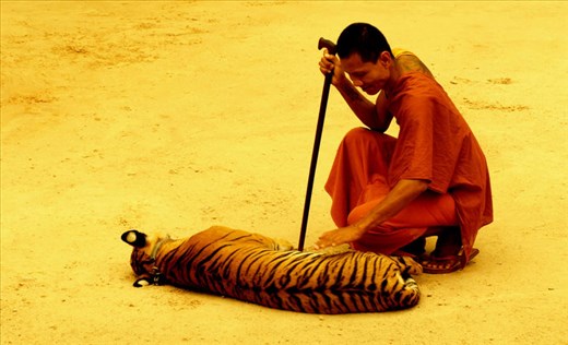 Tiger Temple, moment of a friendship