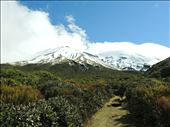 Adventure begins as our trails heads up to the snow on Mt. Taranaki.: by wheelscr, Views[354]